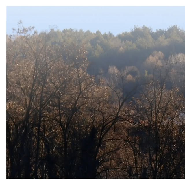 Bosco di latifoglie in controluce nella foschia del mattino