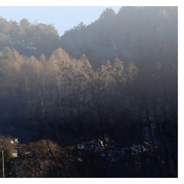 Versante boscato che emerge dalla nebbia con larici e betulle in primo piano
